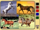 Flash ���� Horse painter